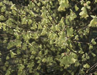 Corylopsis-pauciflora Corylopsis