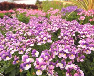 nemesia nemesia - Némésia : une floraison vive et généreuse