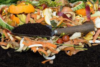 Compost- Compost