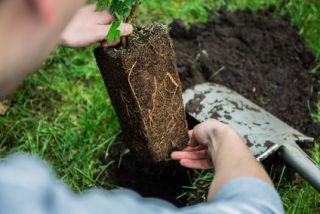 bien-planter-fleurs- bien-planter-fleurs- - Bien planter les fleurs, les conseils pour réussir