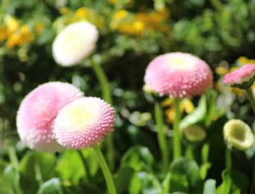 paquerette paquerette