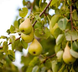 traitement-fruitier-apres-recolte traitement fruitier apres recolte