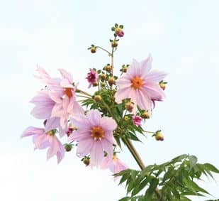 dahlia-imperialis-en-arbre dahlia imperialis