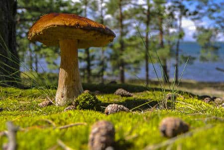Cepe-jardin - Les champignons comestibles de mon jardin