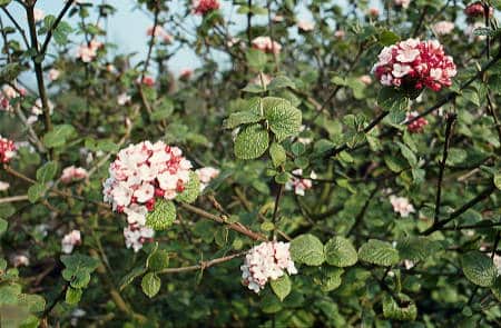 Viburnum carlesii