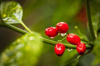 aucuba-du-japon aucuba japonica