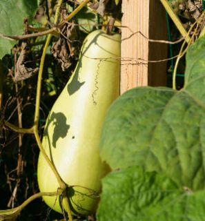 legumes-anciens-oublies Les légumes anciens et souvent oubliés