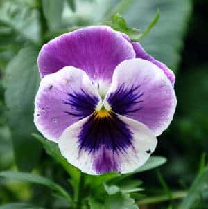 Pensée en hiver Pensée fleurissant en hiver