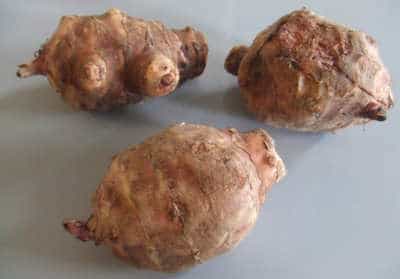 topinambour-potager topinambour