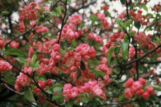 pommier-ornement pommier-ornement - Des fleurs à foison avec les pommiers d’ornement