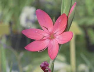 schizostylis Entretien du Schizostylis - lys des cafres