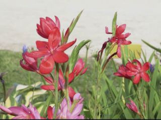 schizostylis-lis-des-cafres Variétés de schizostylis - lis des cafres