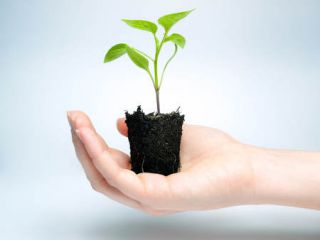 mini-motte mini-motte - Bien réussir les plantes en mini-mottes