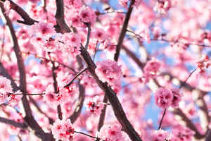 Cerisier à fleurs