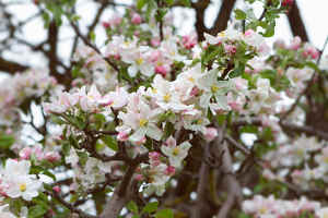 Pommier à fleurs