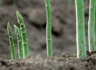 asperge asperge - Asperge : tous les conseils de culture