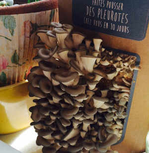 faire-pousser-champignon faire pousser champignon en kit