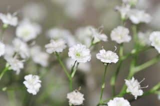 fleur-legere fleur legere