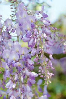 glycine glycine parfumée