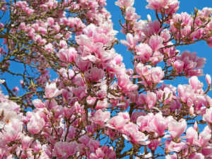 Magnolia