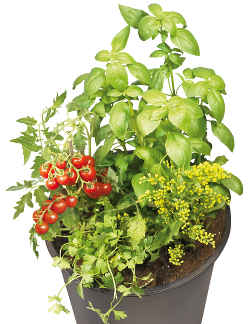 monpotaplanter pot a planter