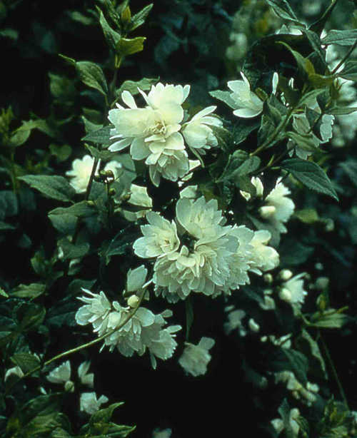 seringat seringat - Seringat : très bel arbuste à fleurs