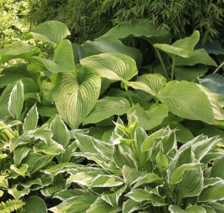 hosta1 hosta ombre
