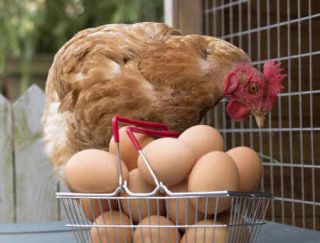 poule-jardin poule-jardin - La poule, toujours star des jardins cette année
