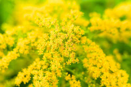 solidago-verge-or - Verge d'or ou solidago&nbsp;: bienfaits et vertus