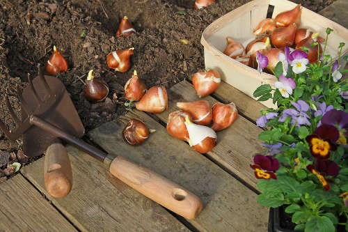 Plantation et semis au jardin en automne