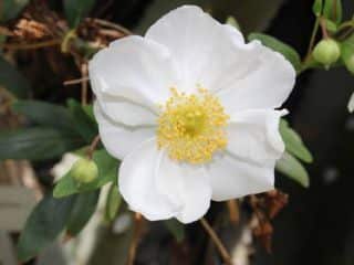 carpenteria-californica carpenteria californica