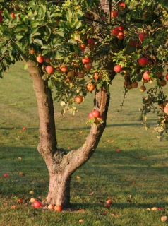 Fruitier soin Fruitier soin