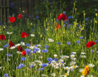 jardin-naturel plantes jardin naturel