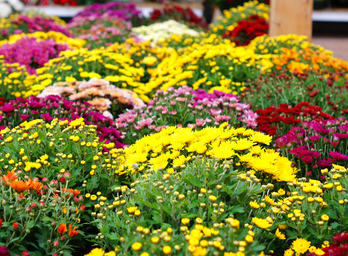 Fleurs de chrysanthèmes