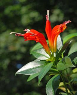 Aeschynanthus-plante Aeschynanthus-plante - Aeschynanthus : une floraison éclatante