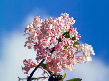 Viorne d’hiver en fleurs