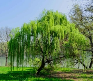 Saule-pleureur Saule-pleureur