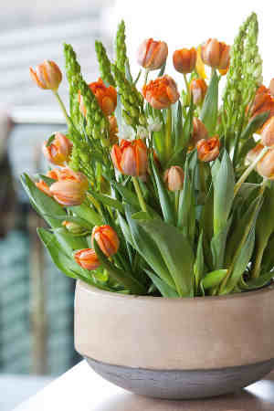 tulipe-en-interieur bouquet de tulipes