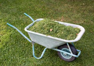 herbe-tonte-compost herbe tonte compost
