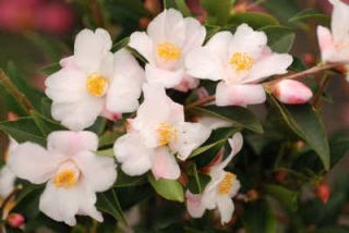 Camellia-champetre Camelia champetre