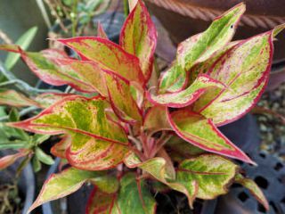 aglaonema aglaonema