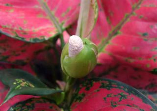 aglaonema-plante aglaonema