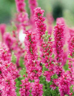 bruyere-calluna bruyere ete