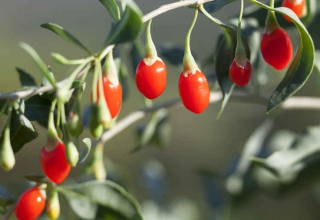 Goji Goji fruit