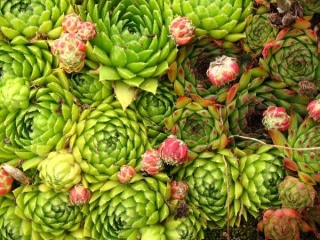 succulente-interieur-exterieur succulente-interieur-exterieur