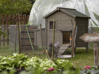 poule-jardin poule jardin poulailler