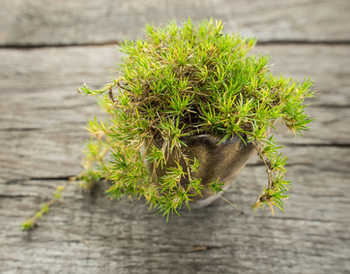Couvre-sols type mousses en pot