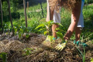 permaculture-engrais-compost permaculture engrais compost