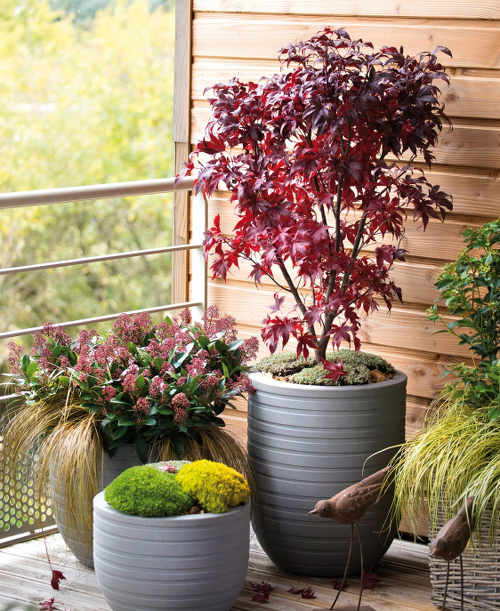 Laurier-tin en bac sur balcon