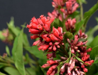 Cestrum cestrum